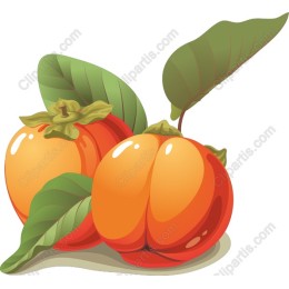Ripe Apricot