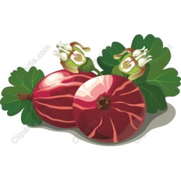 Vibrant Fruit