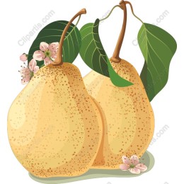 Fresh Pears