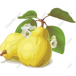 Ripe Quince