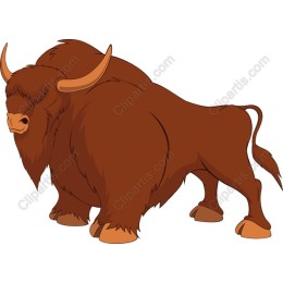 Highland Bull
