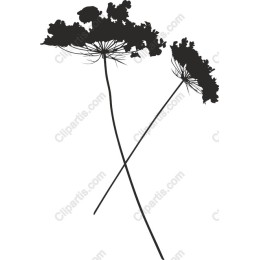 Delicate Floral