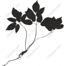Elegant Plant