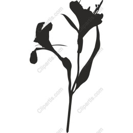 Elegant Flower