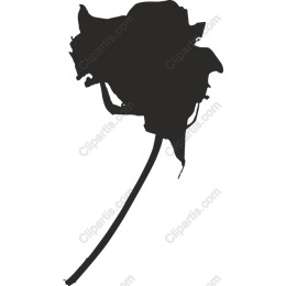 Elegant Rose