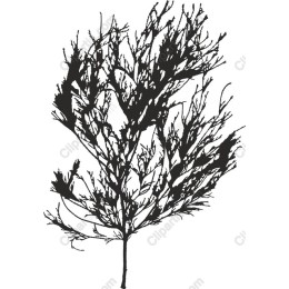 Elegant Leafless Shrub