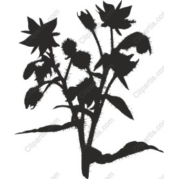 Wildflower