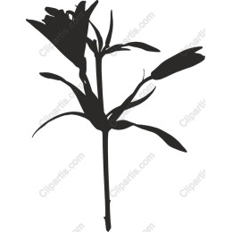 Elegant Flower