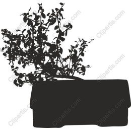 Elegant Plant