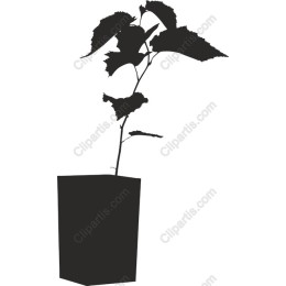 Potted Plant