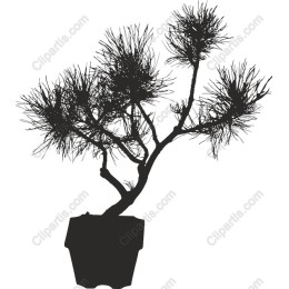 Elegant Bonsai Tree