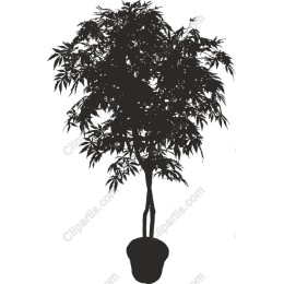 Elegant Tree