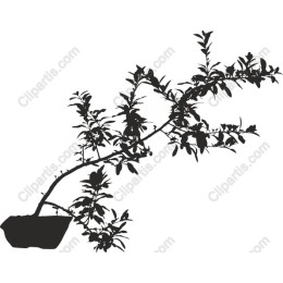 Elegant Plant