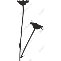 Elegant Flower