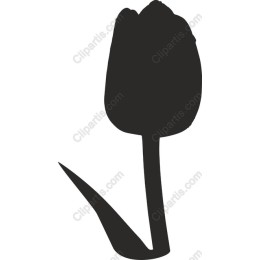 Tulip