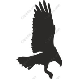 Soaring Eagle