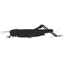 Grasshopper
