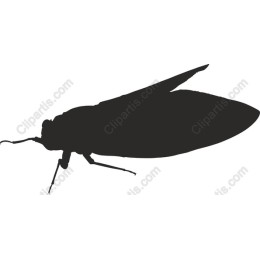 Cicada
