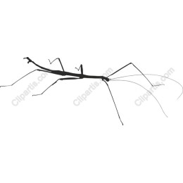 Elegant Stick Insect