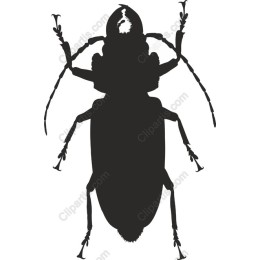Elegant Beetle - Stylish for Creative