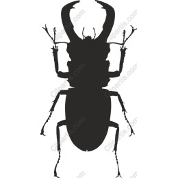 Majestic Beetle
