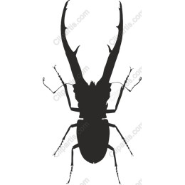 Stag Beetle