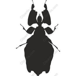 Beetle