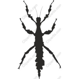 Phasmid - Stick Insect