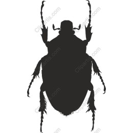 Beetle