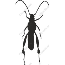 Insect