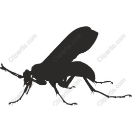 Cicada