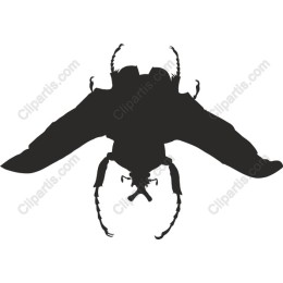 Majestic Beetle