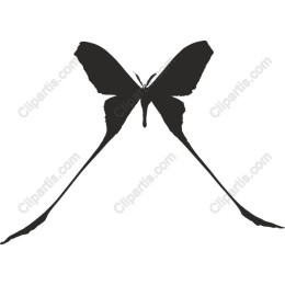 Black Butterfly