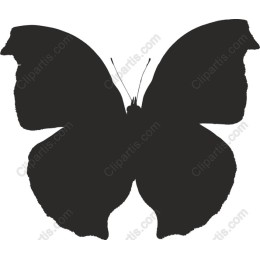 Elegant Butterfly