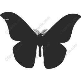Black Butterfly