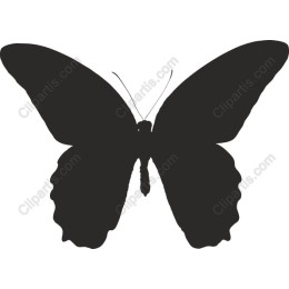Elegant Butterfly