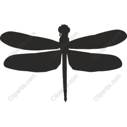 Elegant Dragonfly