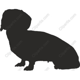 Dachshund