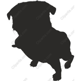 Playful Pug