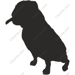 Playful Pug