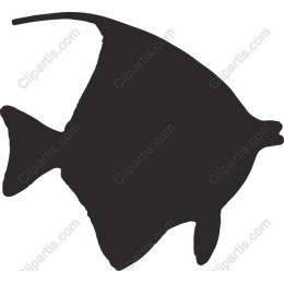 Elegant Fish