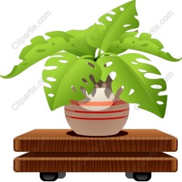 Monstera Plant