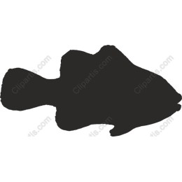 Premium Fish