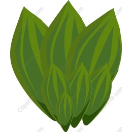Lush Green Leaves