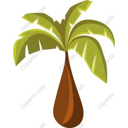 Exotic Palm Tree