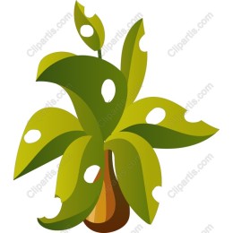 Vibrant Monstera Plant