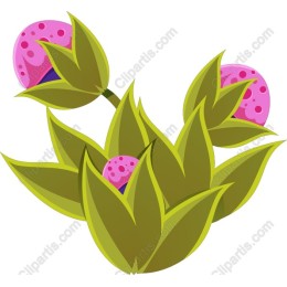 Vibrant Pink Berries Plant