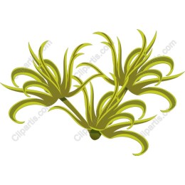 Spiky Green Plant