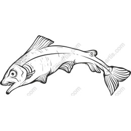Playful Aquatic Fish