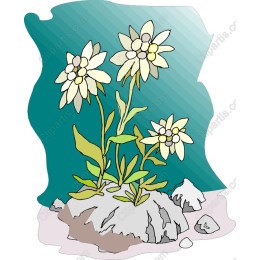 Floral Serenity